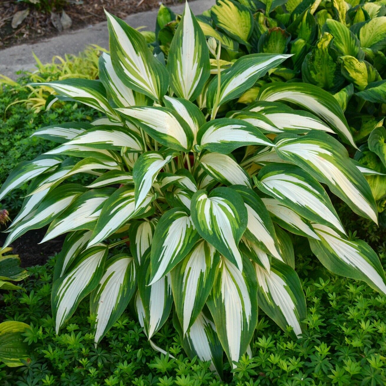 Hosta Cool as a Cucumber 5.25" Pot Well Rooted Perennial Shade Colorful