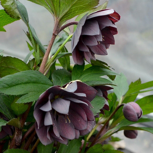 Hellebore 'Dashing Groomsmen' Well Rooted 5.25" Pot Perennial Plant Lenten Rose