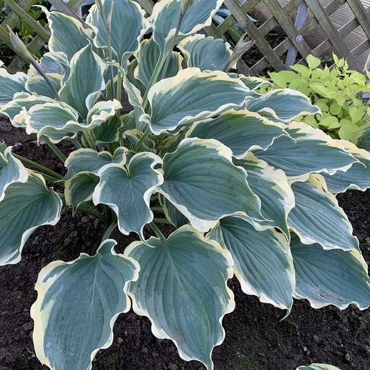 Hosta Hope Springs Eternal Well Rooted 5.25" Pot Perennial Proven Winners