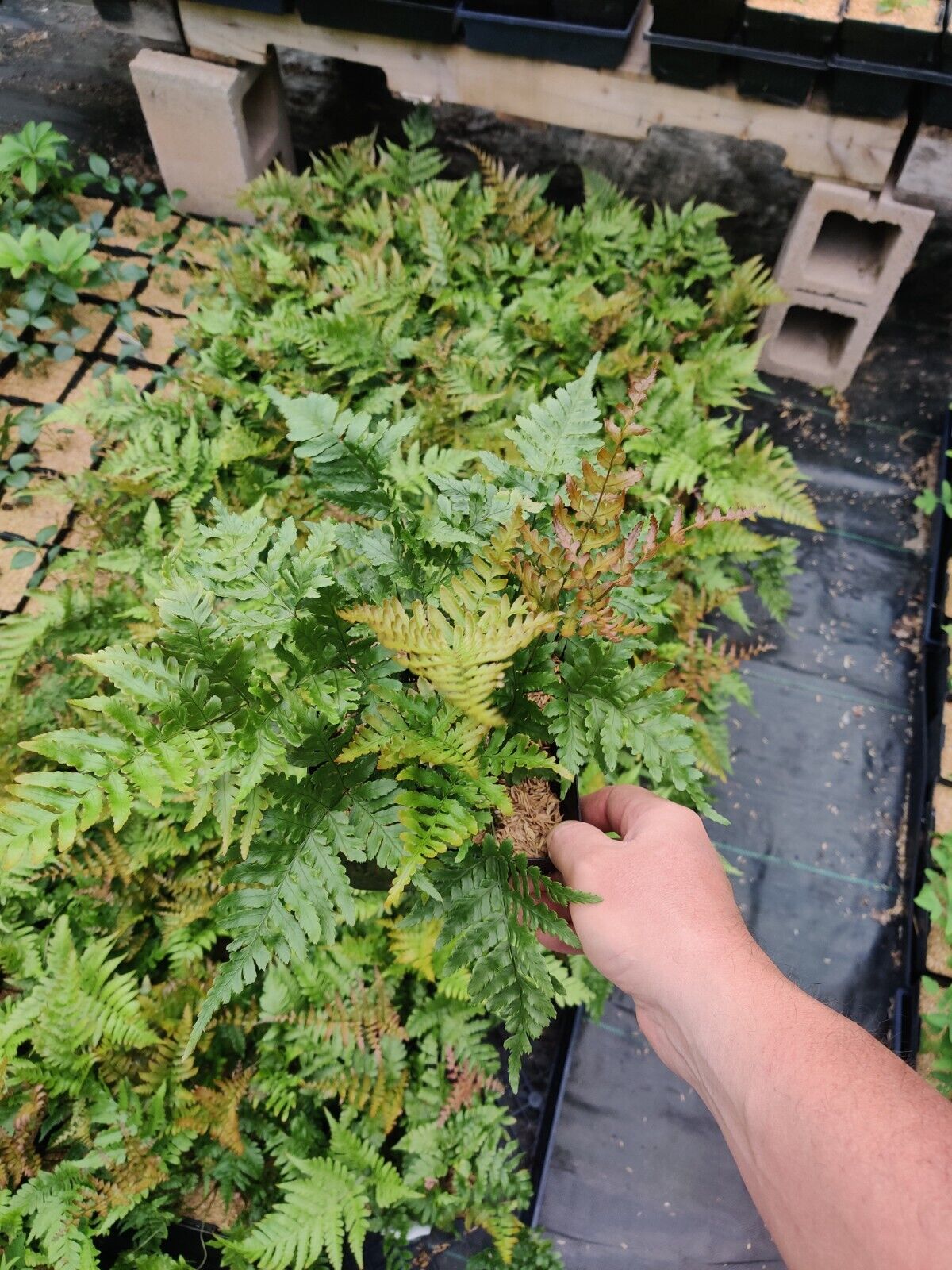 Dryopteris erythrosora 'Brilliance' Autumn Fern Well Rooted Plant 5.25" Pot