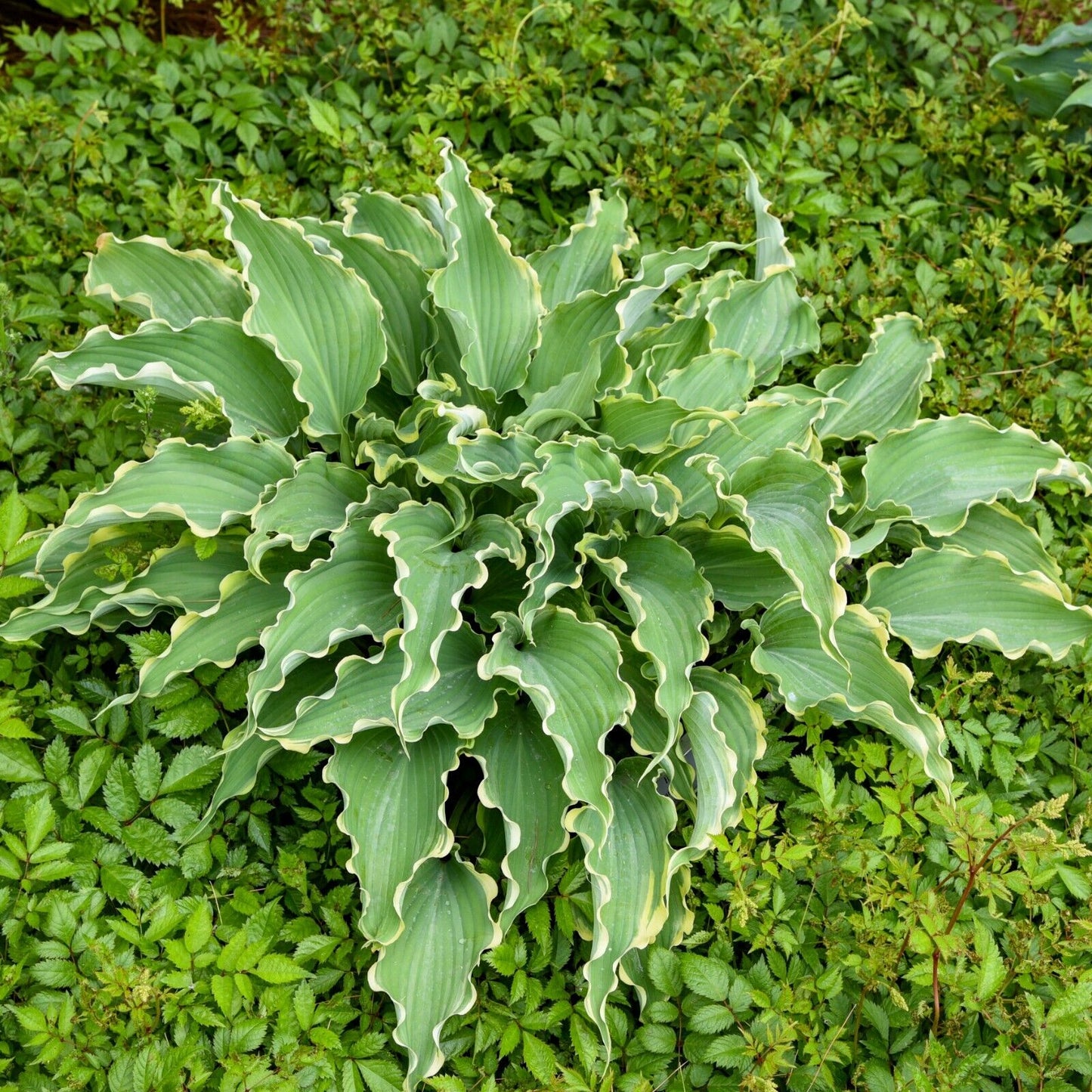 Hosta Dancing in the Moonlight 5.25" Pot Well Rooted Perennial Shade Plant