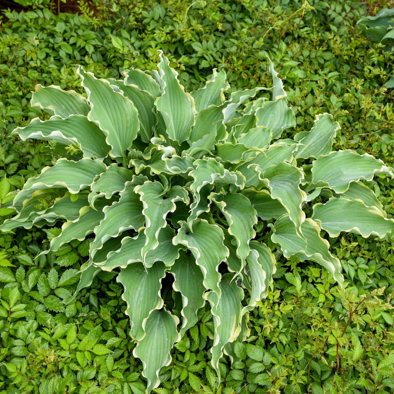 Hosta Dancing in the Moonlight 5.25" Pot Well Rooted Perennial Shade Plant