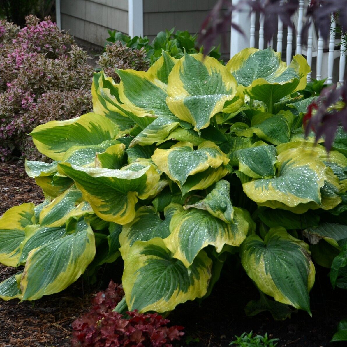 Hosta Seducer 5.25" Pot Well Rooted Perennial Shade Plant Proven Winners