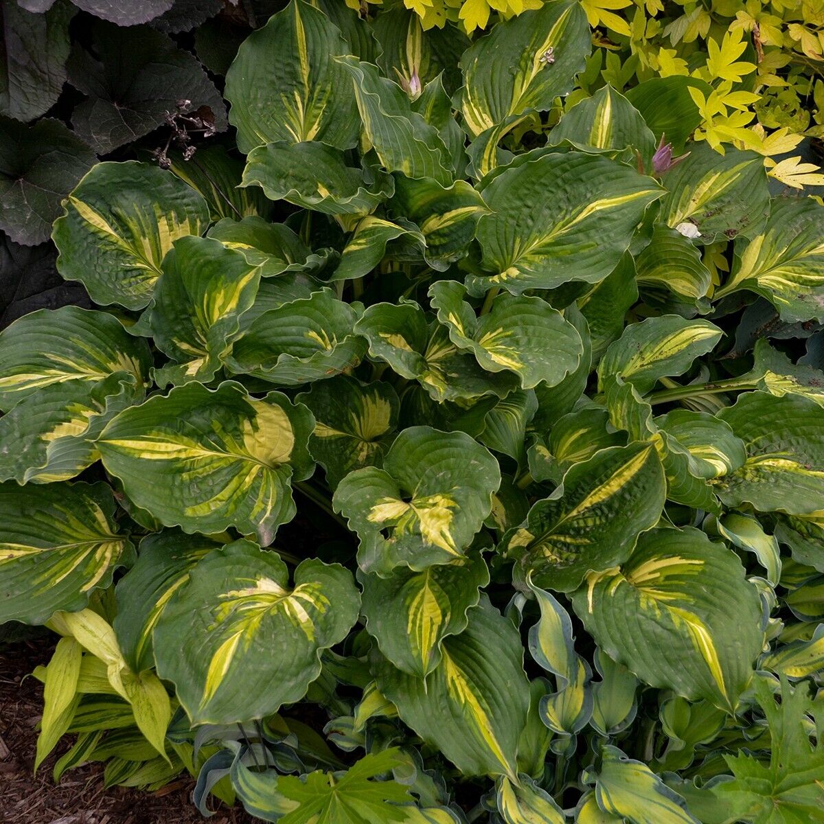 Hosta Lakeside Paisley Print 5.25" Pot Well Rooted Perennial Shade Unique