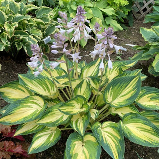 Hosta My Fair Lady 5.25" Pot Well Rooted Perennial Shade Plant Tricolor