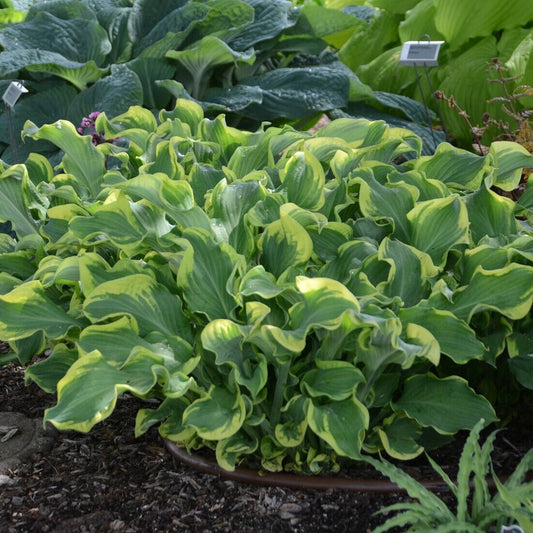 Hosta Wheee! Well Rooted 5.25" Pot Perennial Plant Hosta Shade Proven Winners