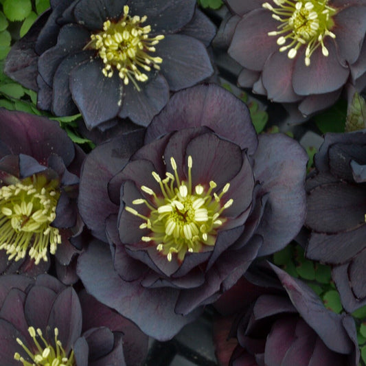 Hellebore 'Dark and Handsome' Well Rooted 5.25" Pot Perennial Plant Lenten Rose