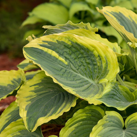 Hosta Trendsetter Well Rooted 5.25" Pot Perennial Shade Plant Gorgeous