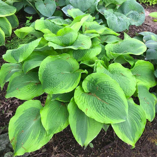 Hosta Twin Cities 5.25" Pot Well Rooted Perennial Shade Unusual Large