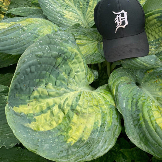 Hosta Sound of Music 5.25" Pot Well Rooted Perennial Shade Unique Huge Leaves