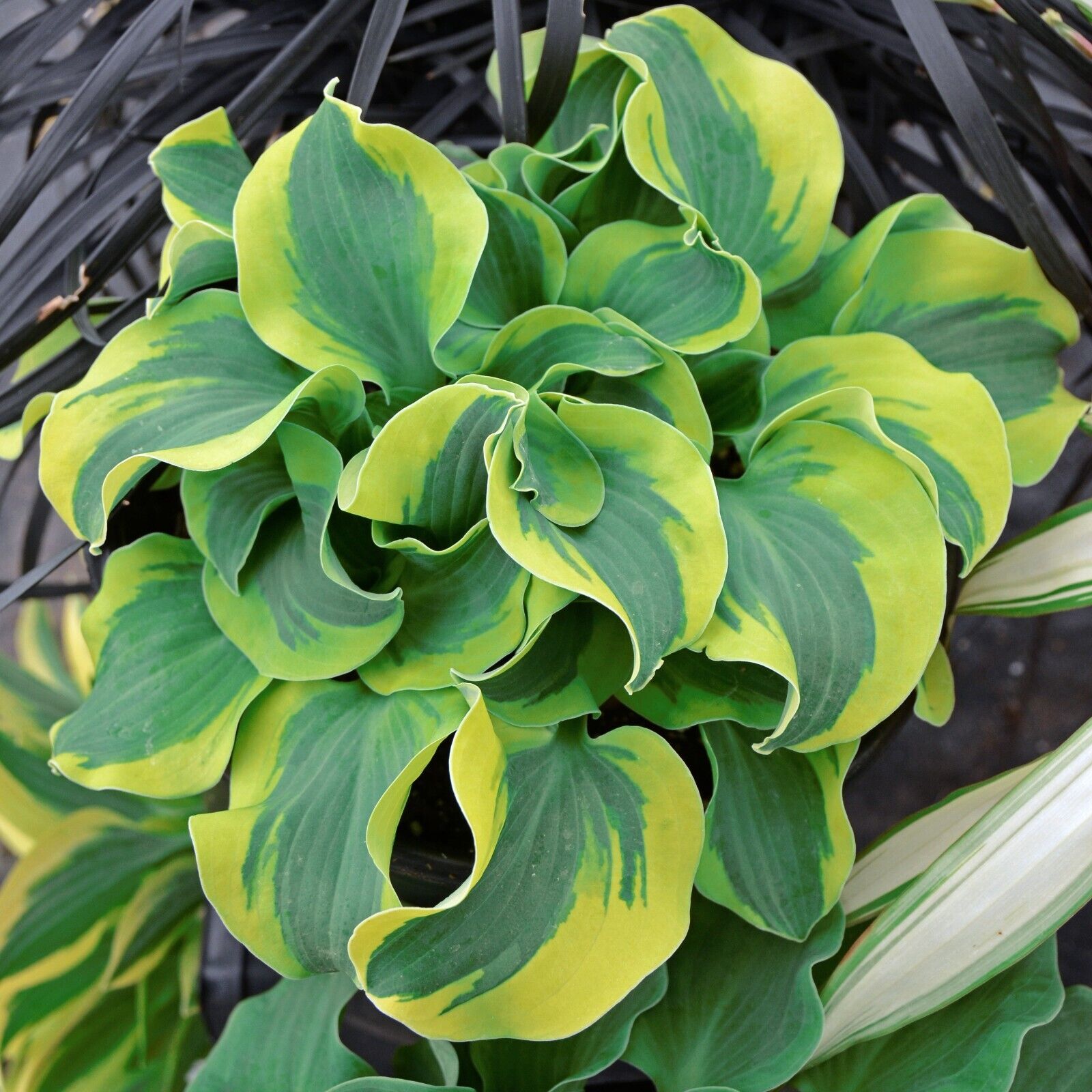 Hosta School Mouse 5.25" Pot Well Rooted Perennial Shade Unusual Miniature