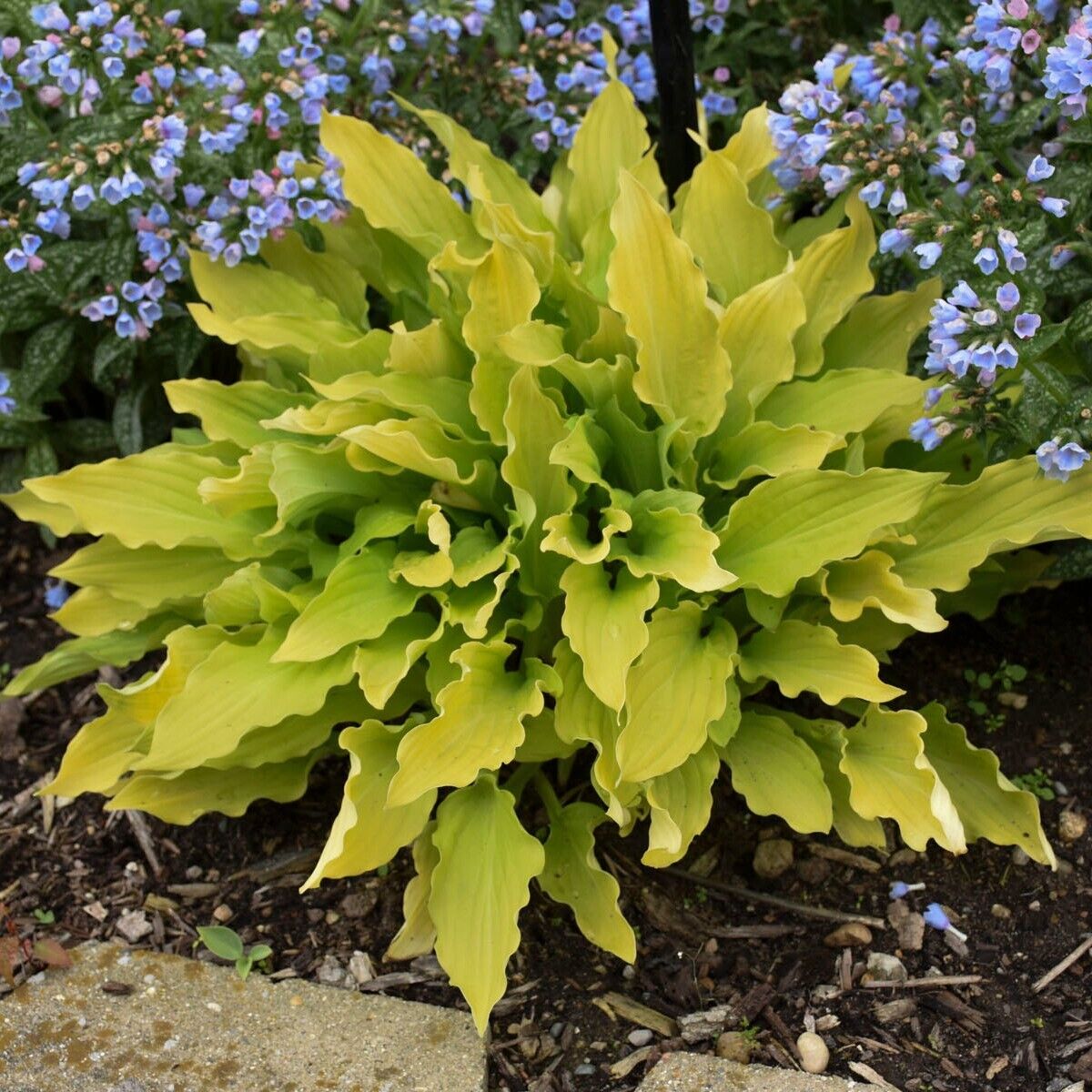 Hosta Time in a Bottle 5.25" Pot Well Rooted Perennial Shade Unusual Flowers