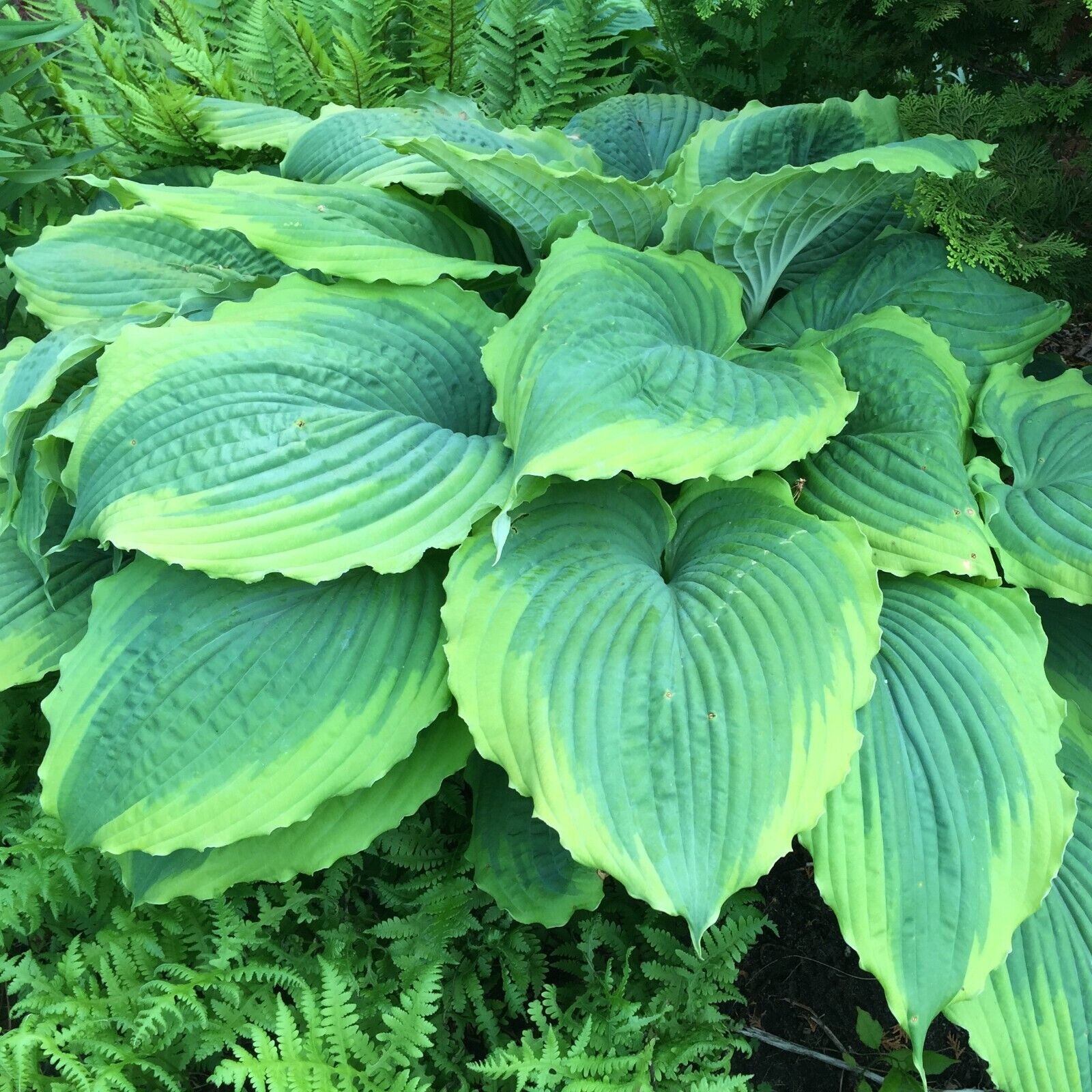 Hosta Spartacus Well Rooted 5.25" Pot Perennial Plant Hosta Shade