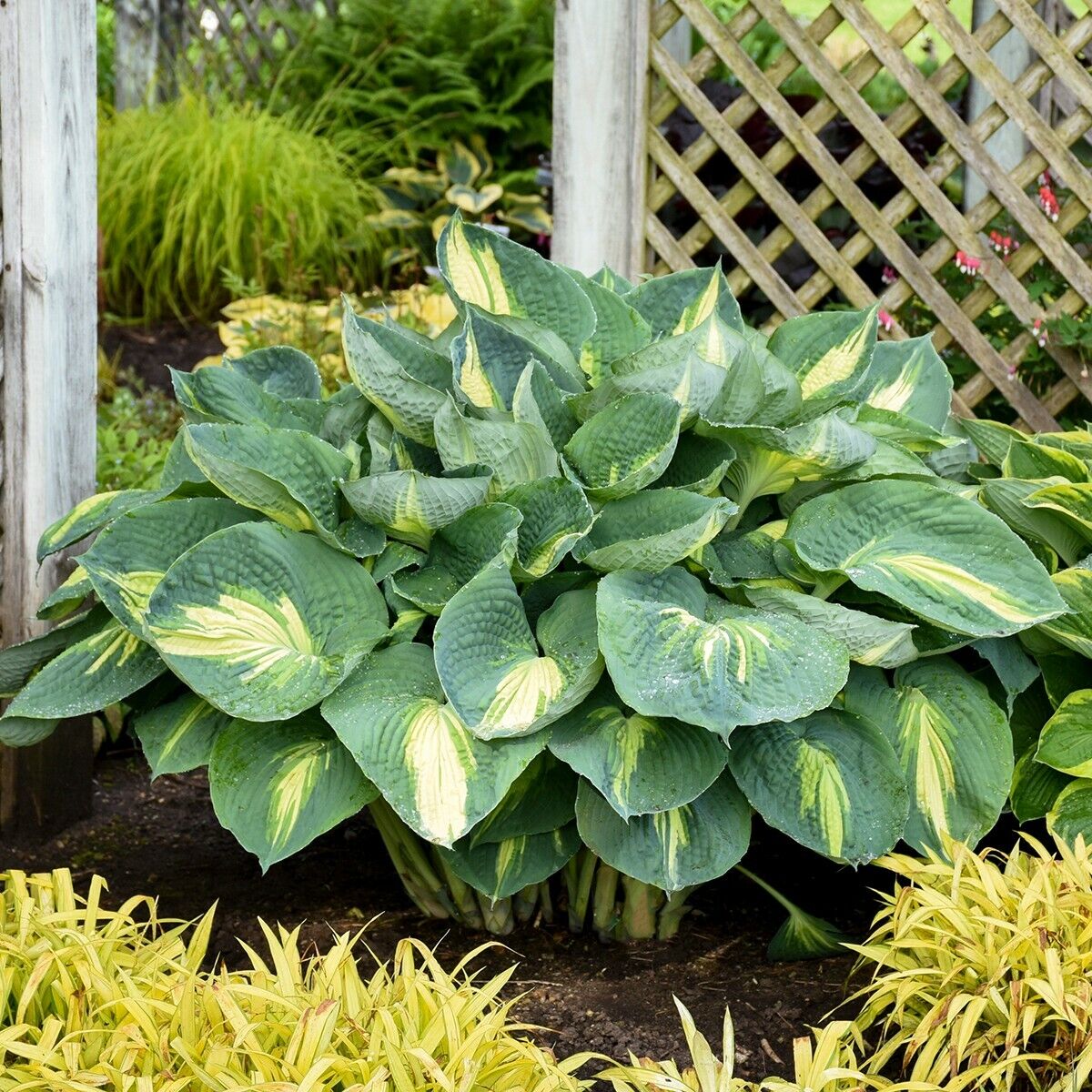 Hosta Shadowlands "Hudson Bay" Proven Winners Rooted 5.25" Pot Perennial Shade