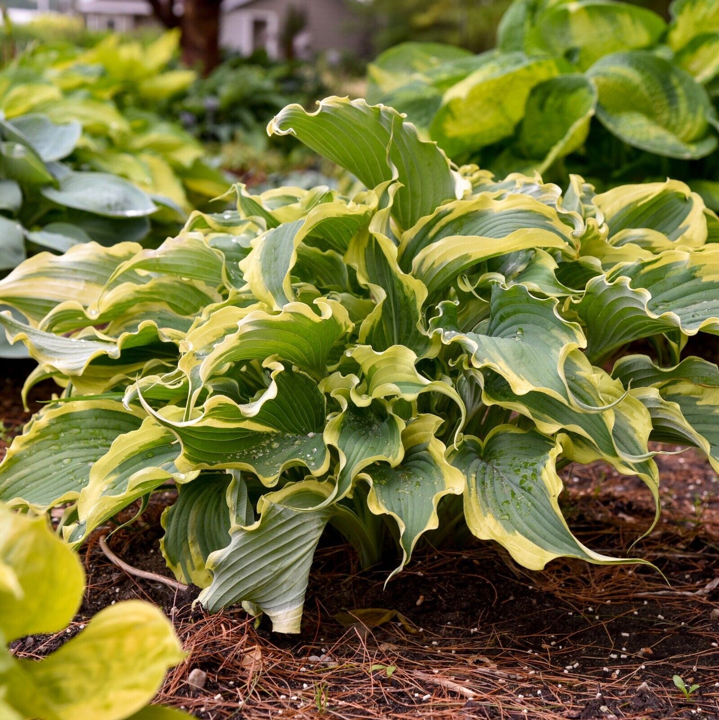Hosta Shadowlands "Voices in the Wind" Proven Winners Rooted 5.25" Pot Perennial