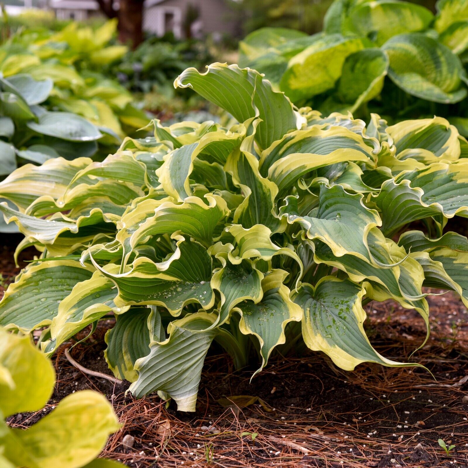 Hosta Shadowlands "Voices in the Wind" Proven Winners Rooted 5.25" Pot Perennial