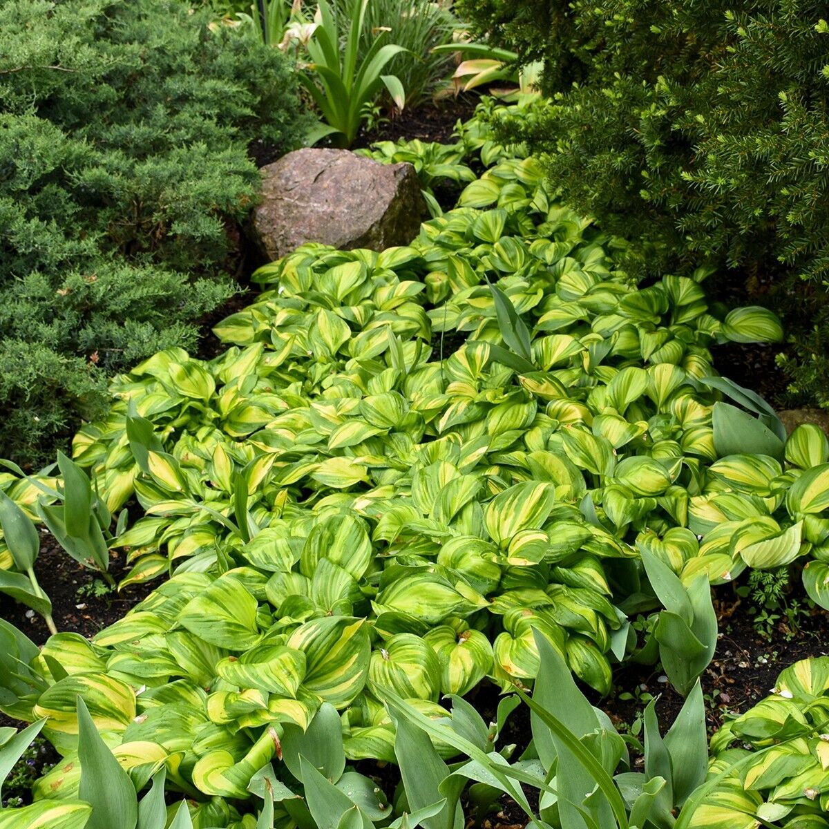 Hosta Rainbow's End Well Rooted 5.25" Pot Perennial Shade Plant GORGEOUS!