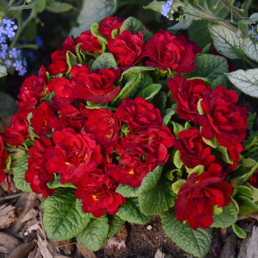 Primula Belarina Valentine Well Rooted 5.25" Pot Perennial Plant Primrose
