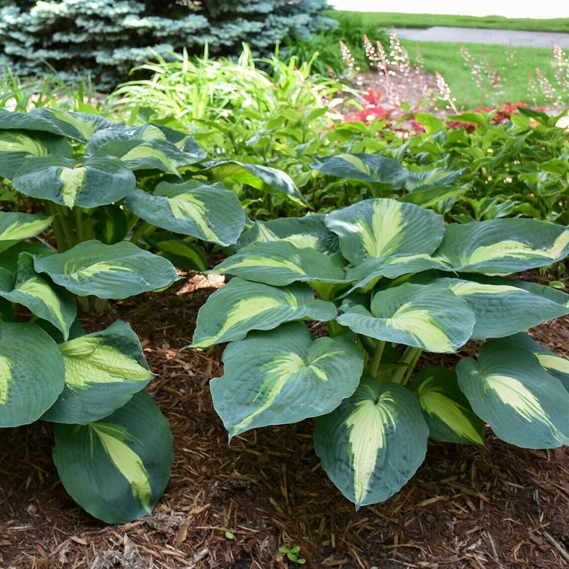 Hosta Shadowlands "Hudson Bay" Proven Winners Rooted 5.25" Pot Perennial Shade