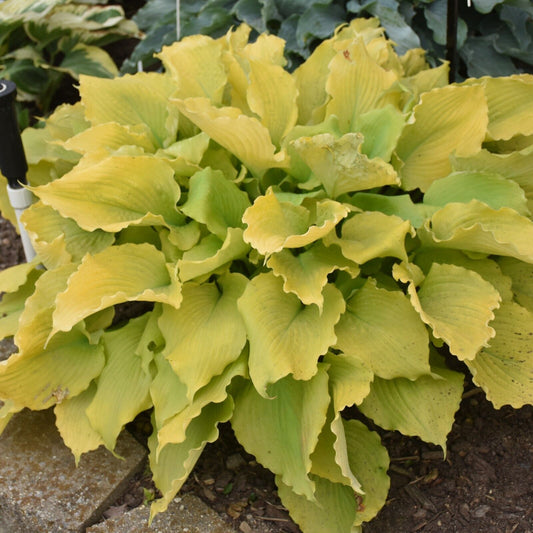 Hosta Echo the Sun Well Rooted 5.25" Pot Perennial Plant Shade Proven Winners
