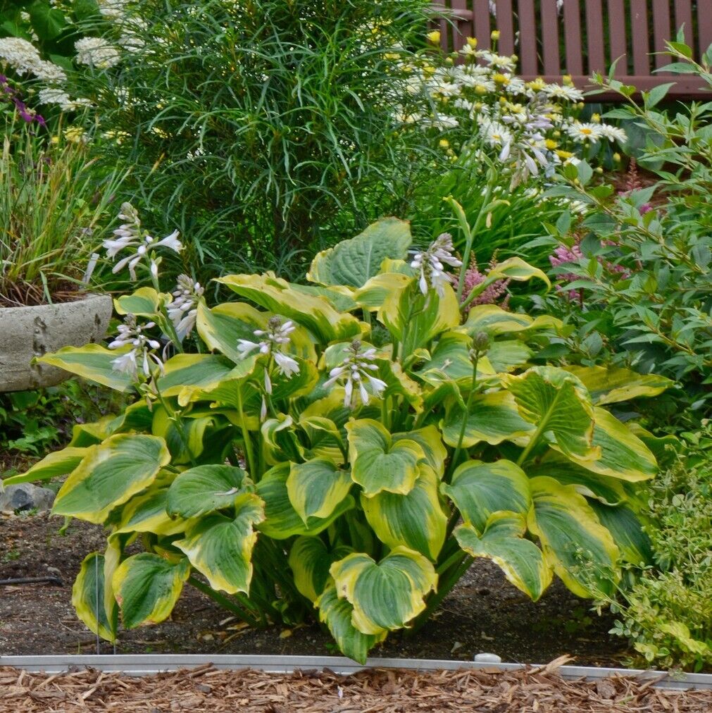 Hosta Seducer 5.25" Pot Well Rooted Perennial Shade Plant Proven Winners