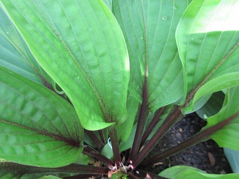 Hosta Wisconsin Red 5.25" Pot Well Rooted Perennial Shade Plant