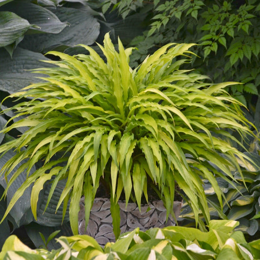 Hosta Curly Fries 5.25" Pot Well Rooted Perennial Shade Strange