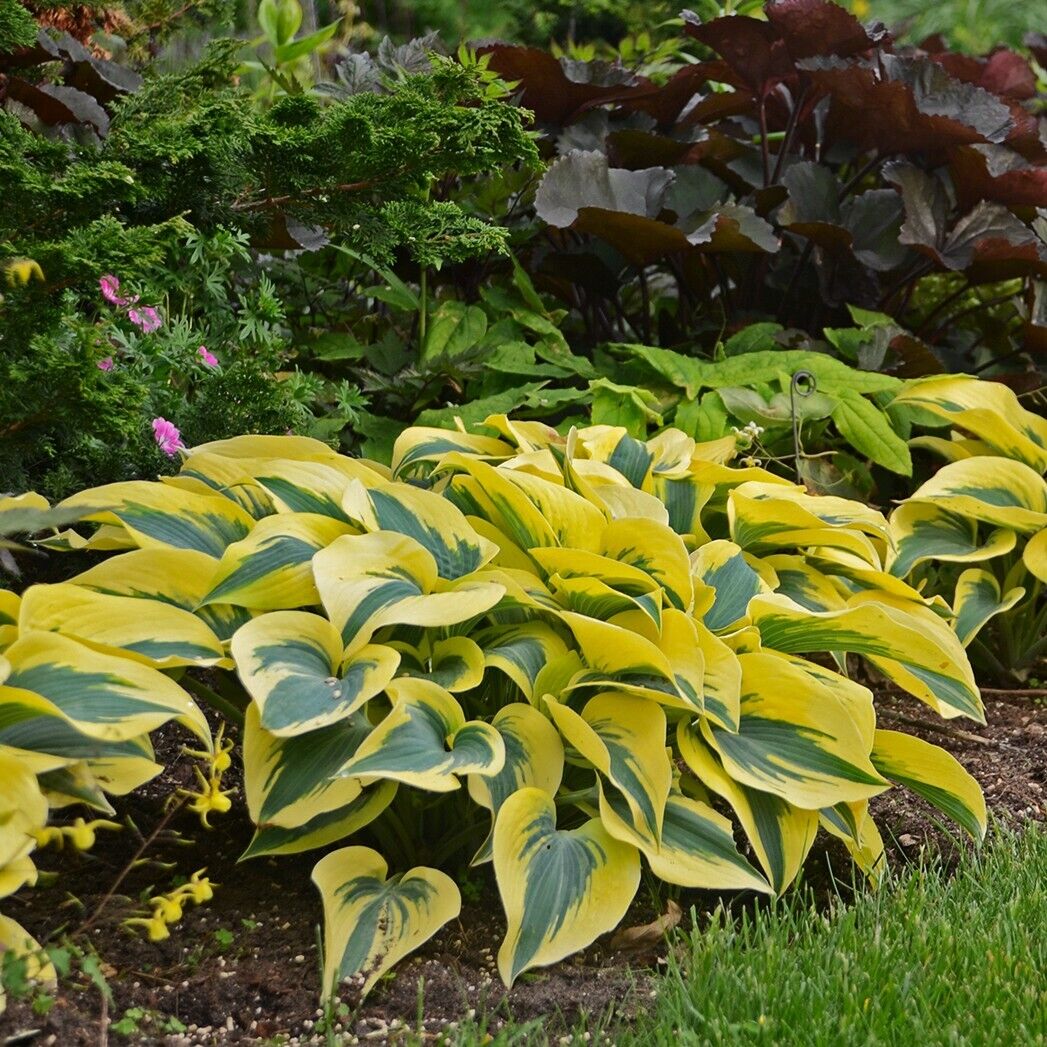 Hosta Shadowlands "Autumn Frost" Proven Winners Rooted 5.25" Pot Perennial Shade