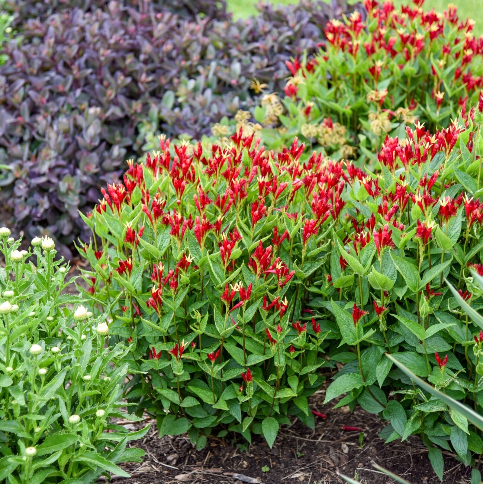 Spigelia Apple Slices 5.25 inch Pot Size Perennial Plant Sun or Shade Native!