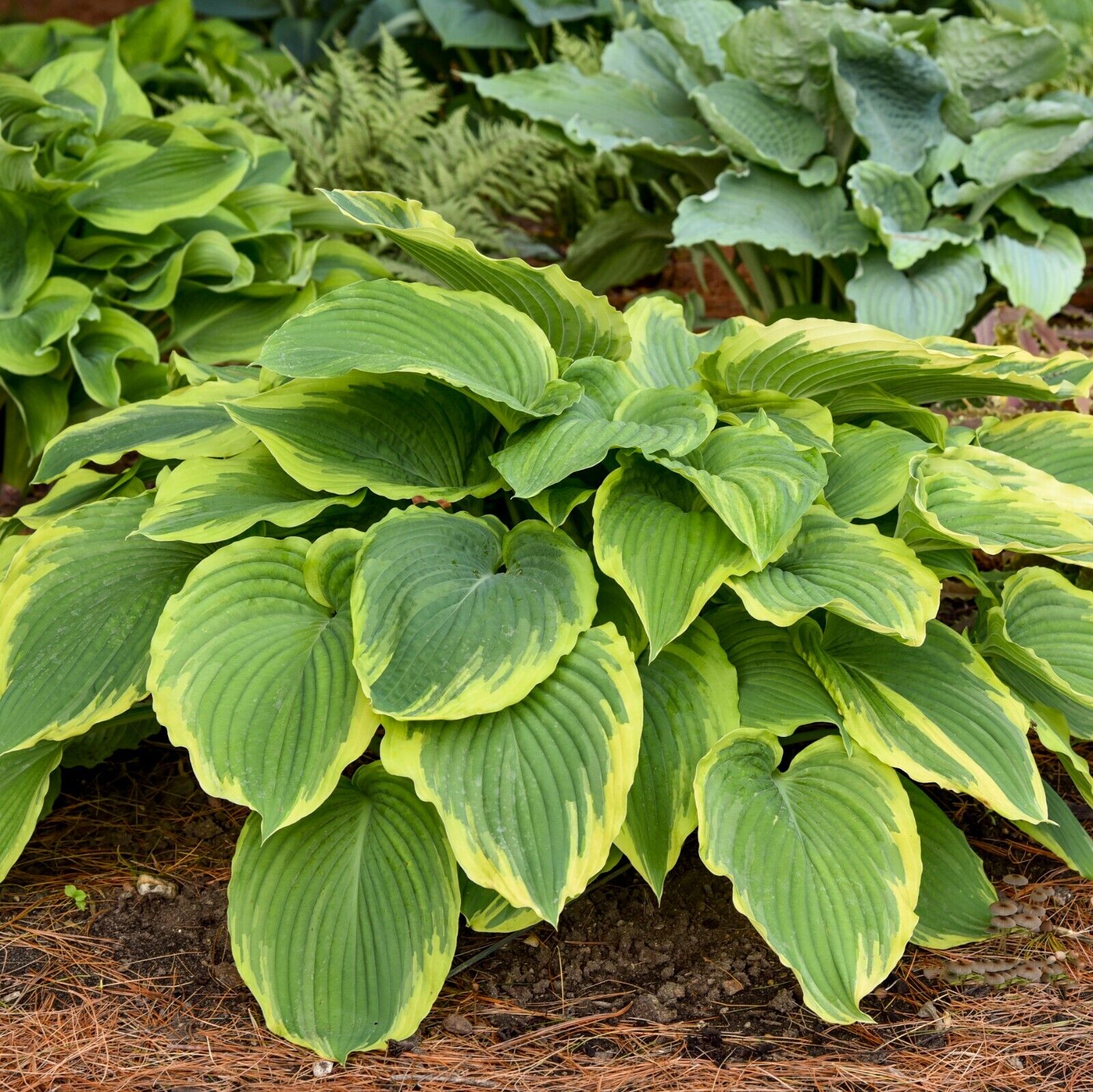 Hosta Drop Dead Gorgeous 5.25" Pot Well Rooted Perennial Shade Plant Stunning