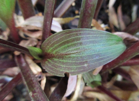 Hosta Wisconsin Red 5.25" Pot Well Rooted Perennial Shade Plant