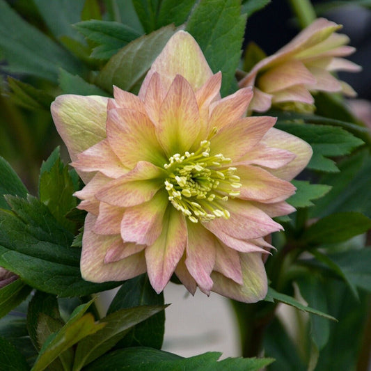 Hellebore 'Mother of the Bride' Well Rooted 5.25" Perennial Plant Lenten Rose
