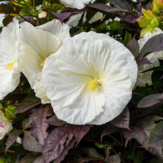 Hibiscus Cookies and Cream 5.25" Pot Well Rooted Perennial Proven Winners