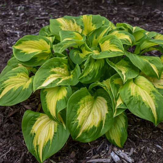 Hosta Etched Glass Well Rooted 5.25" Pot Perennial Proven Winners