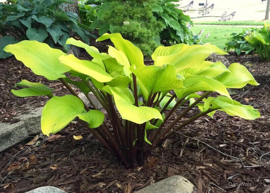 Hosta Hotshot 5.25" Pot Well Rooted Perennial Shade Blue Corrugated