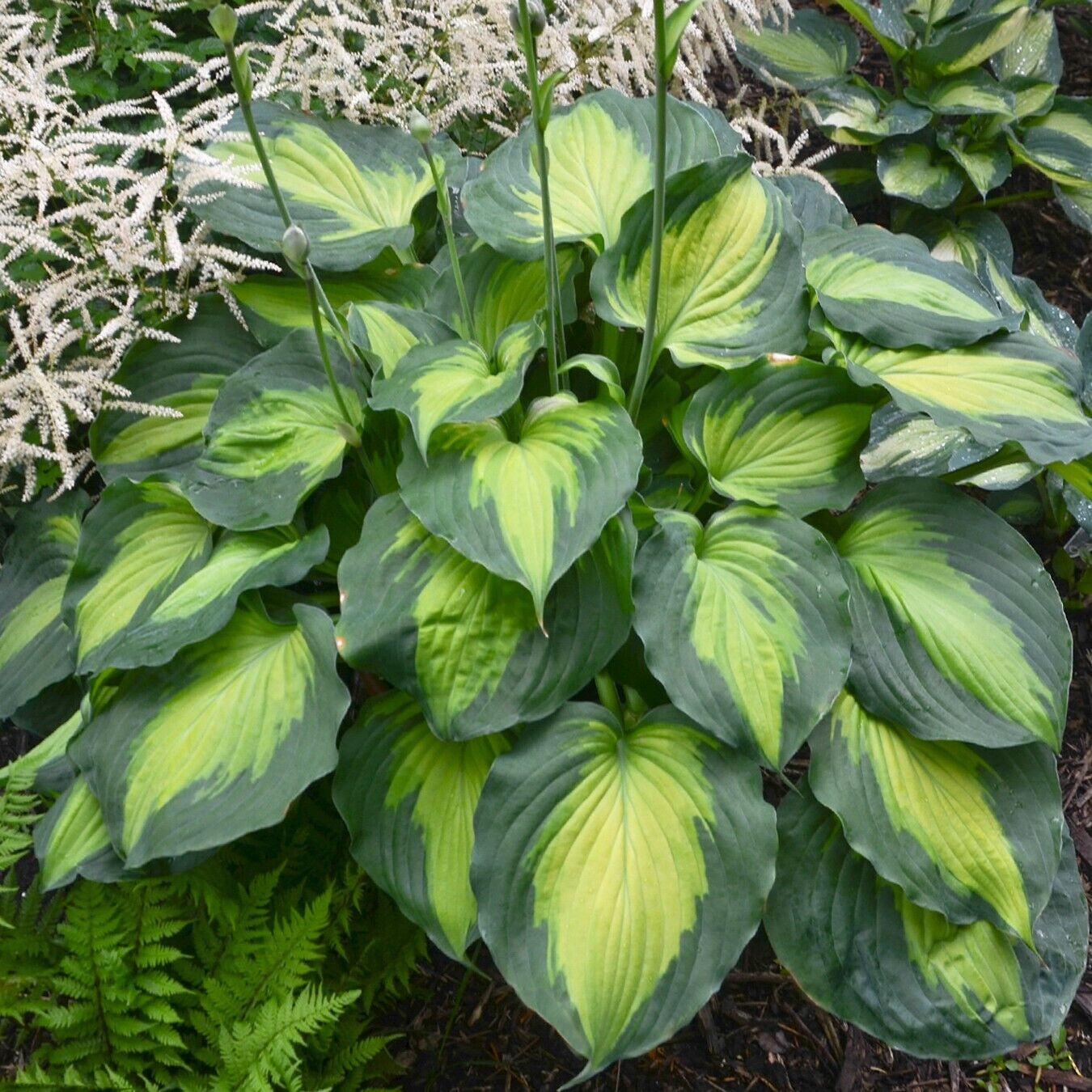 Hosta Beyond Glory 5.25" Pot Well Rooted Perennial Shade Unusual Colorful