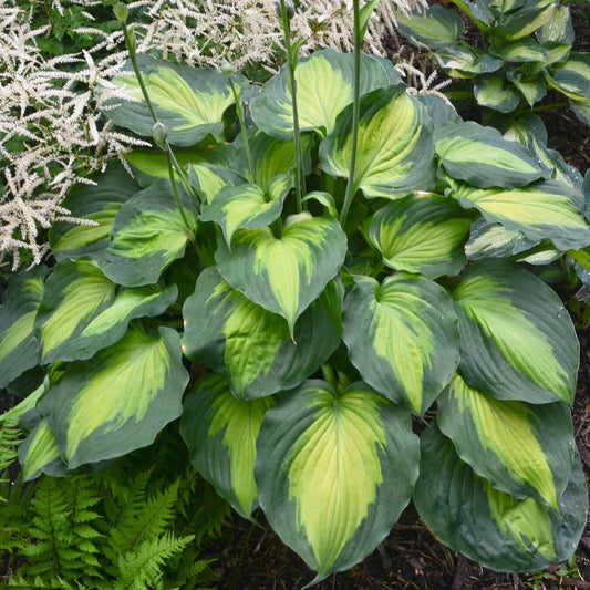 Hosta Beyond Glory 5.25" Pot Well Rooted Perennial Shade Unusual Colorful