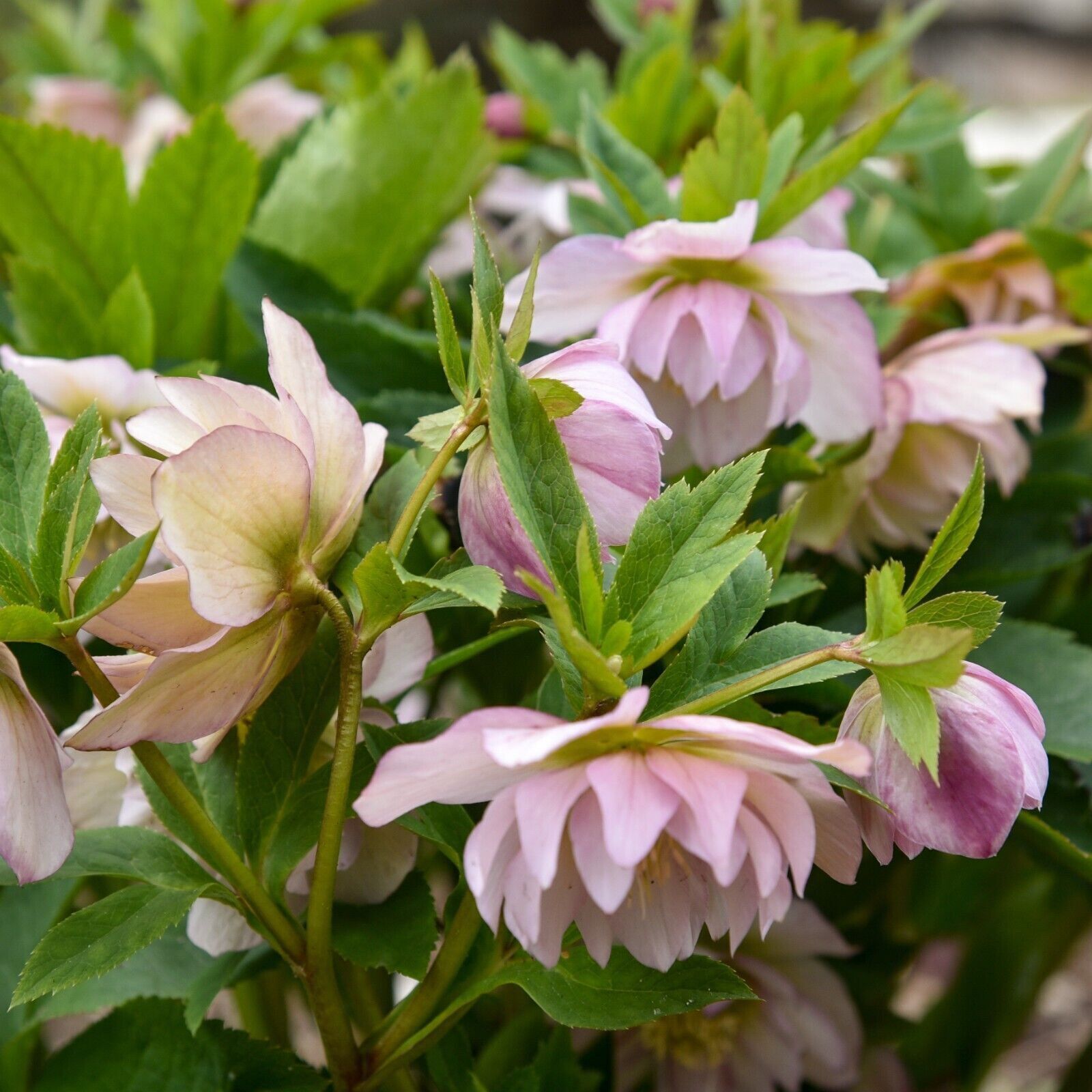 Hellebore 'Flower Girl' Well Rooted 5.25" Pot Perennial Plant Winter Blooms