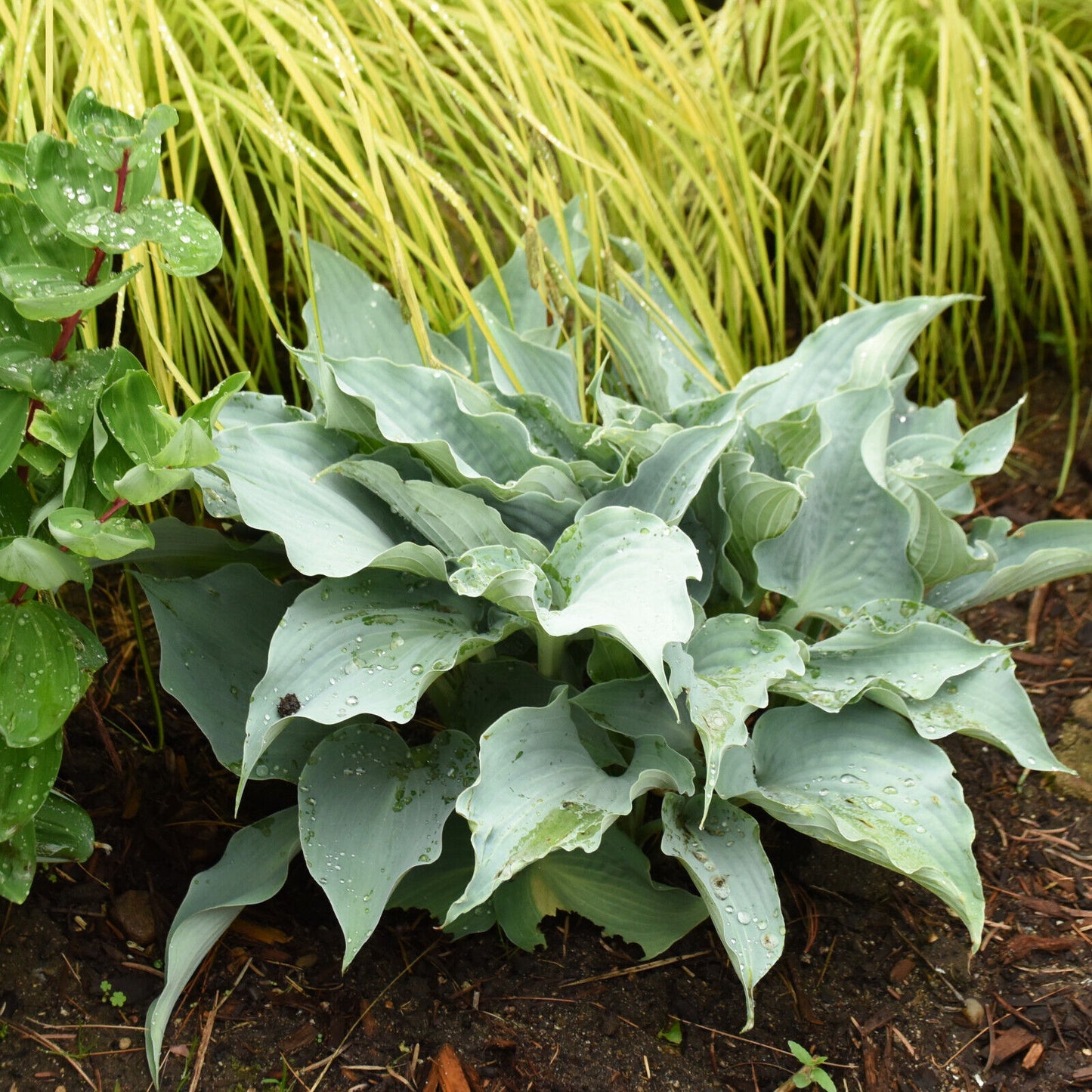 Hosta Dancing with Dragons 5.25" Pot Well Rooted Perennial Shade Unusual