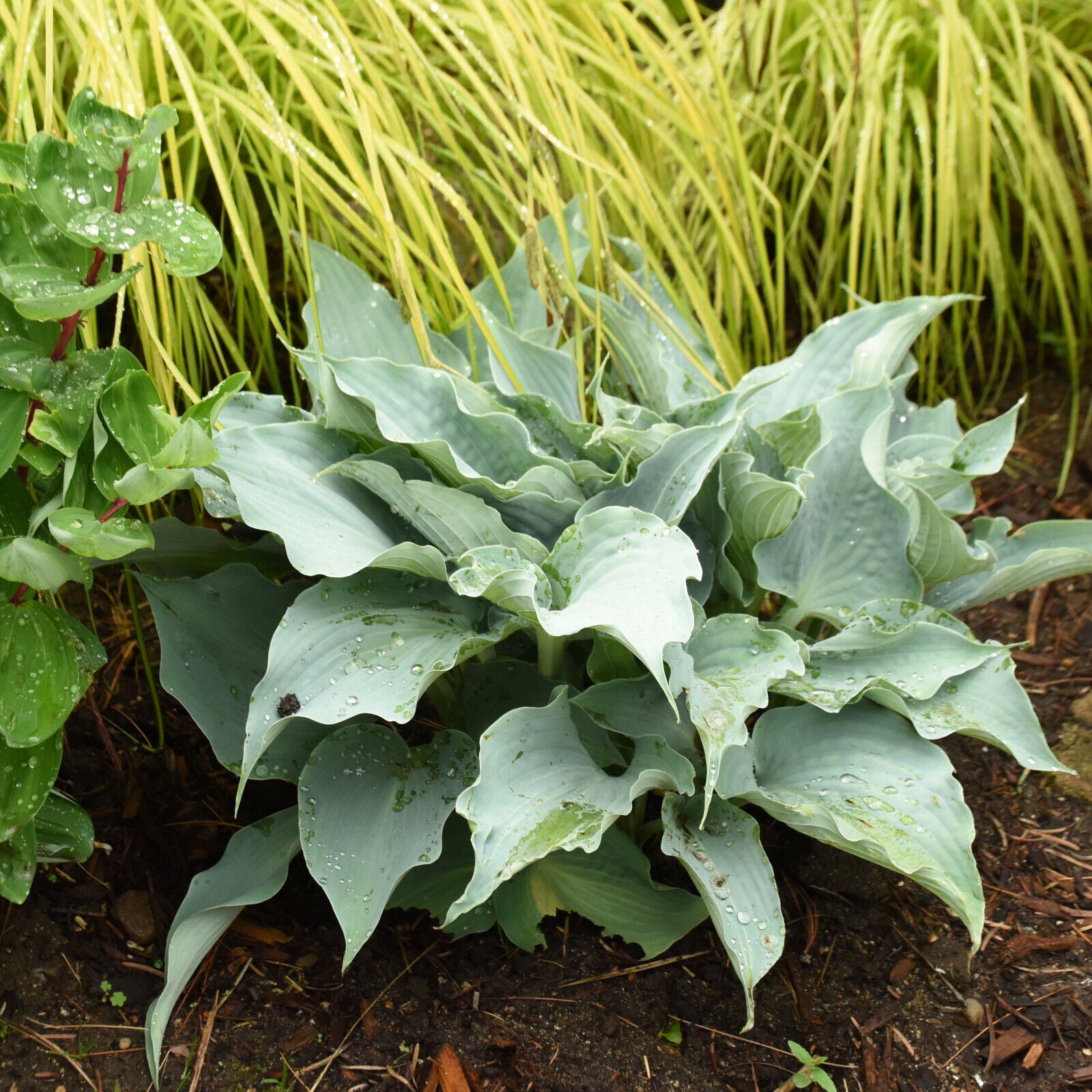 Hosta Dancing with Dragons 5.25" Pot Well Rooted Perennial Shade Unusual