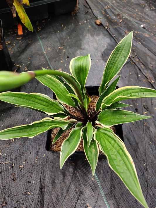 Hosta Grateful Red 5.25" Pot Perennial Shade Variegated Hardy Red Petioles