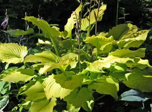 Hosta Relentless 5.25" Pot Well Rooted Perennial Shade Plant Full Season Yellow!