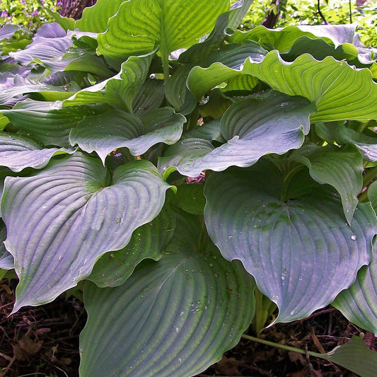 Hosta Komodo Dragon 5.25" Pot Well Rooted Perennial Shade HUGE GIANT