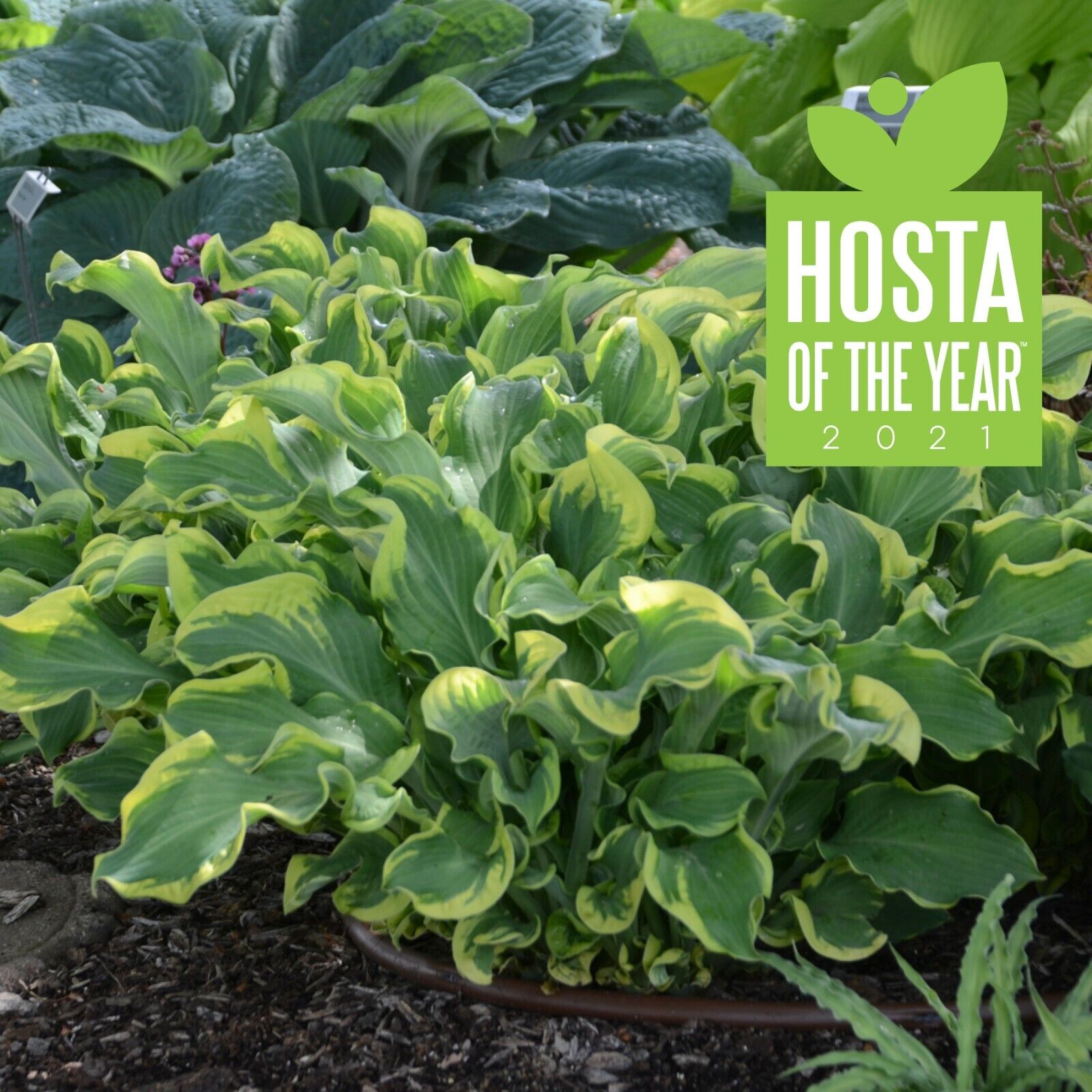 Hosta Wheee! Well Rooted 5.25" Pot Perennial Plant Hosta Shade Proven Winners