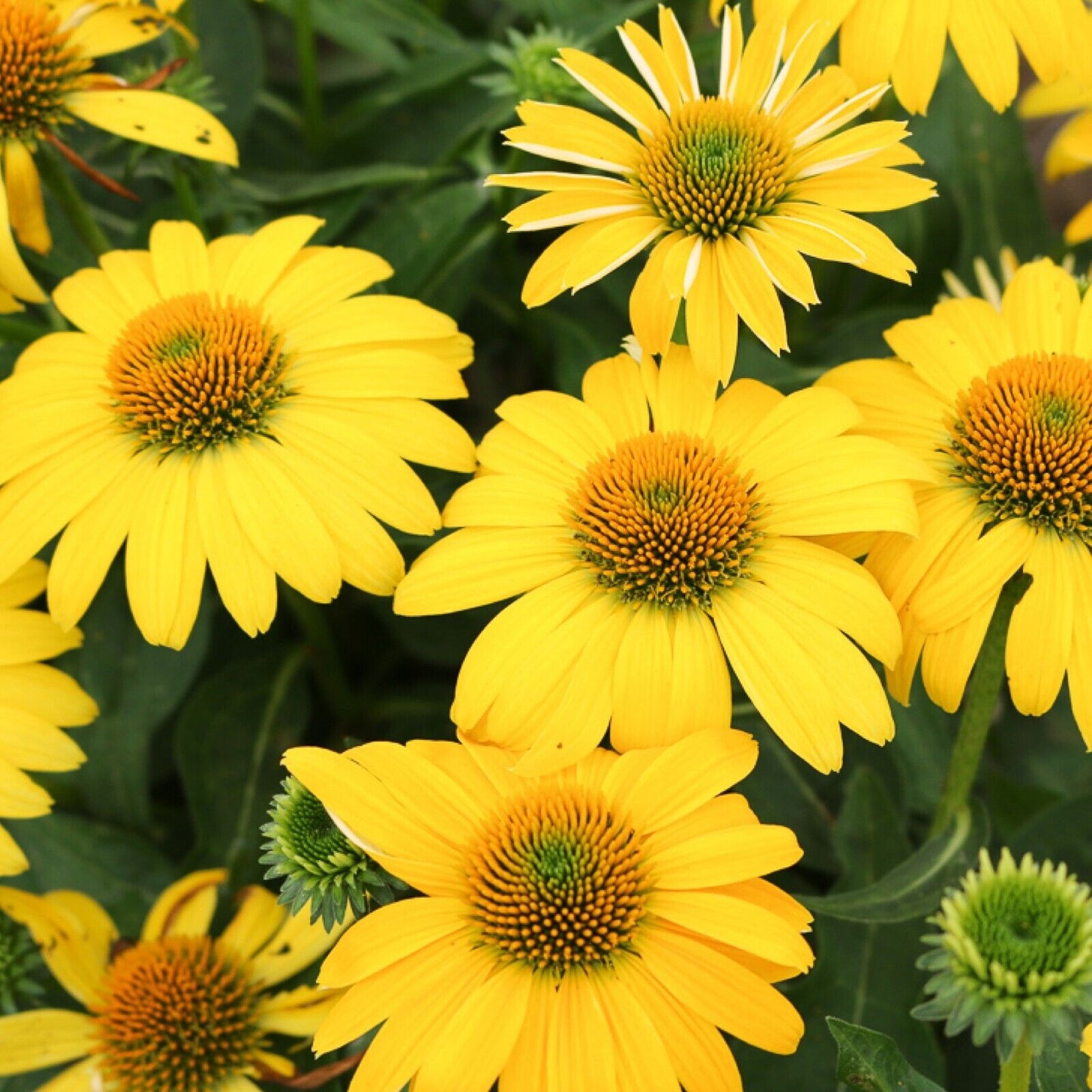 Echinacea Sombrero Lemon Yellow Improved 5.25" Pot Perennial Coneflower