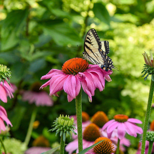 Echinacea Summersong Firefinch Proven Winners 5.25" Pot Perennial Coneflower