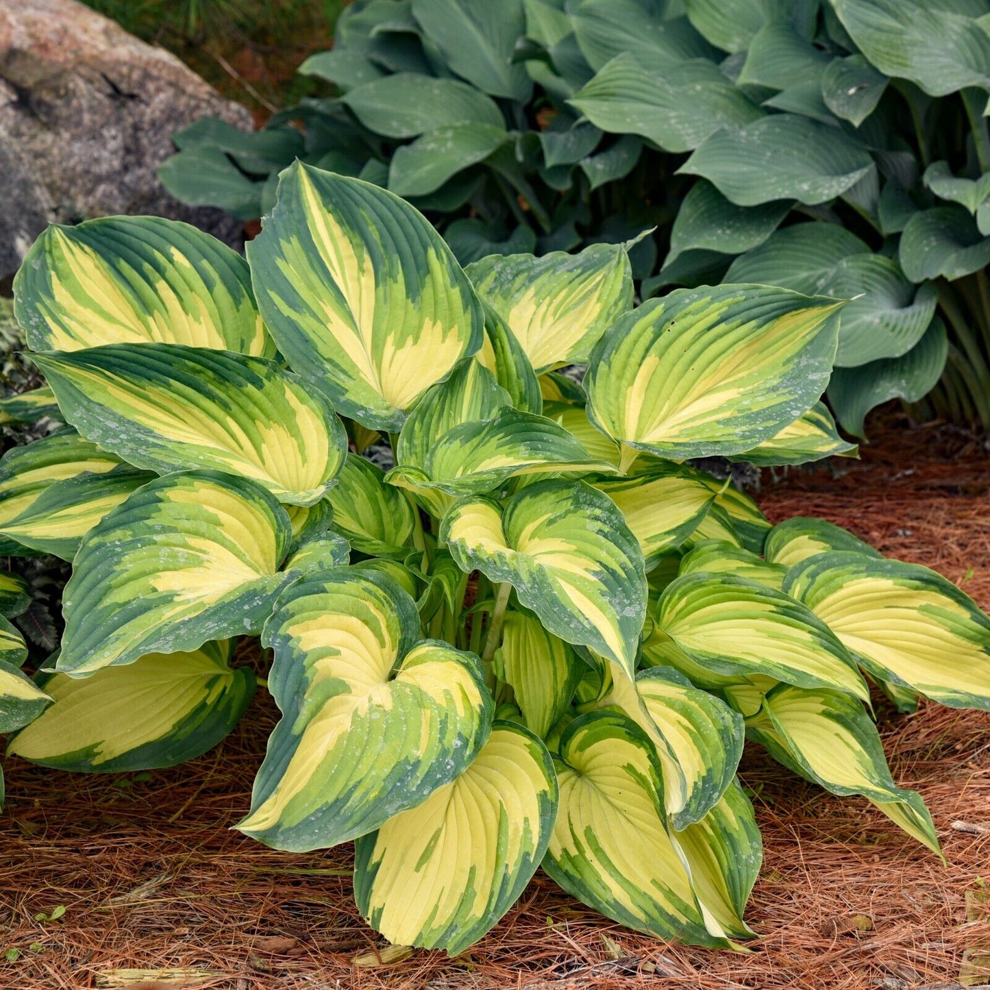 Hosta My Fair Lady 5.25" Pot Well Rooted Perennial Shade Plant Tricolor