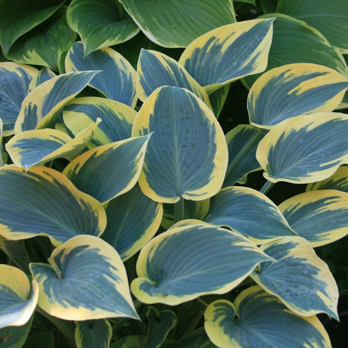 Hosta First Frost Well Rooted 5.25" Pot Perennial Shade Plant NOT A STARTER PLUG