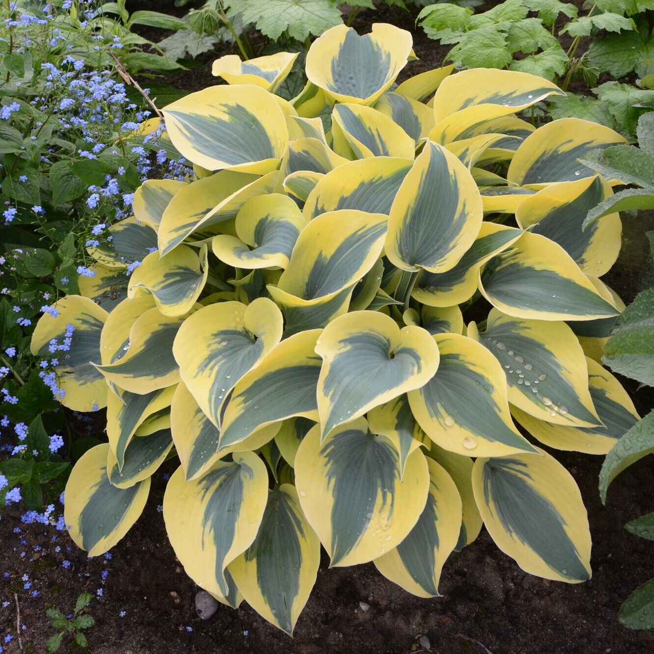 Hosta Shadowlands "Autumn Frost" Proven Winners Rooted 5.25" Pot Perennial Shade