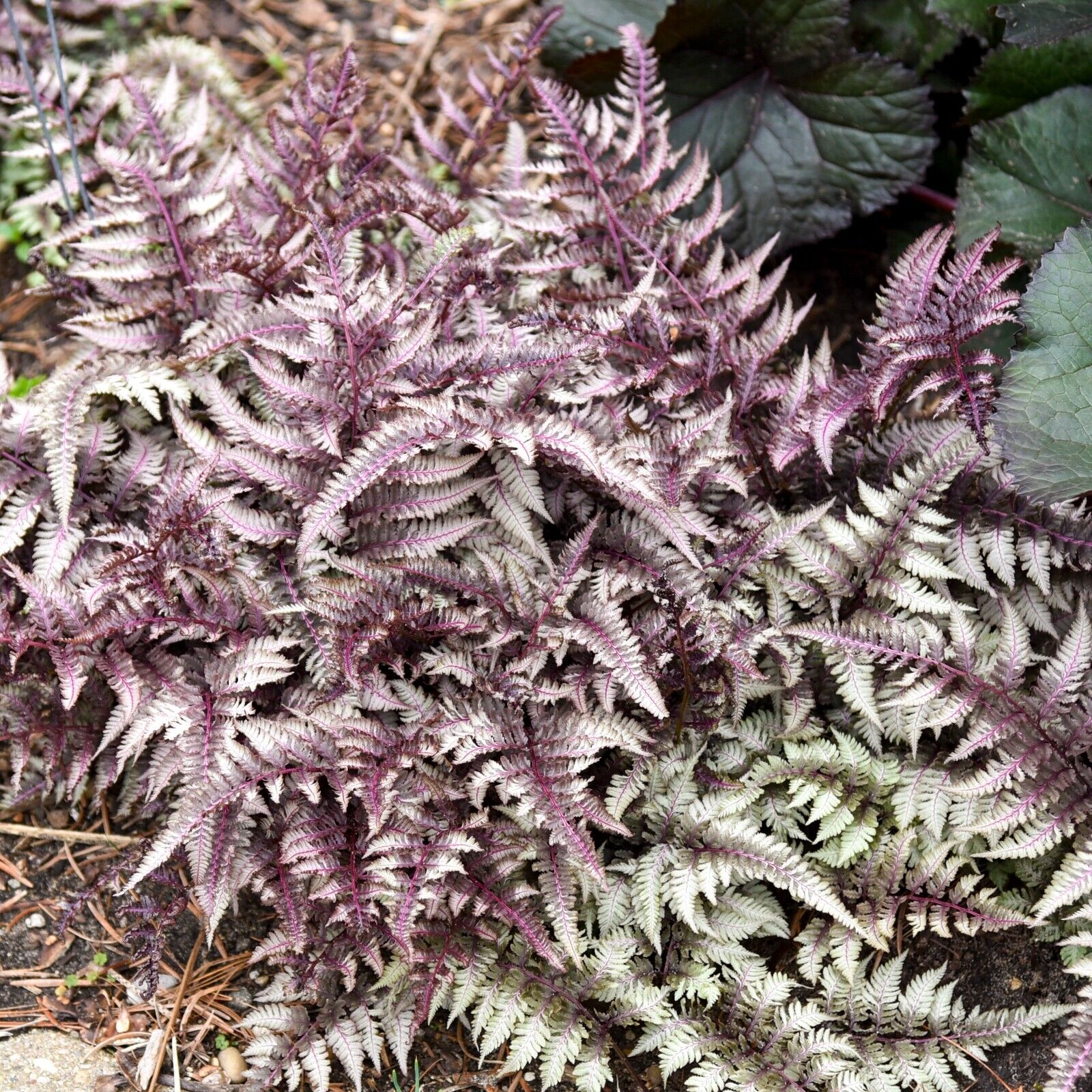 Athyrium niponicum 'Pictum' Japanese Painted Fern Well Rooted Plant 5.25" Pot